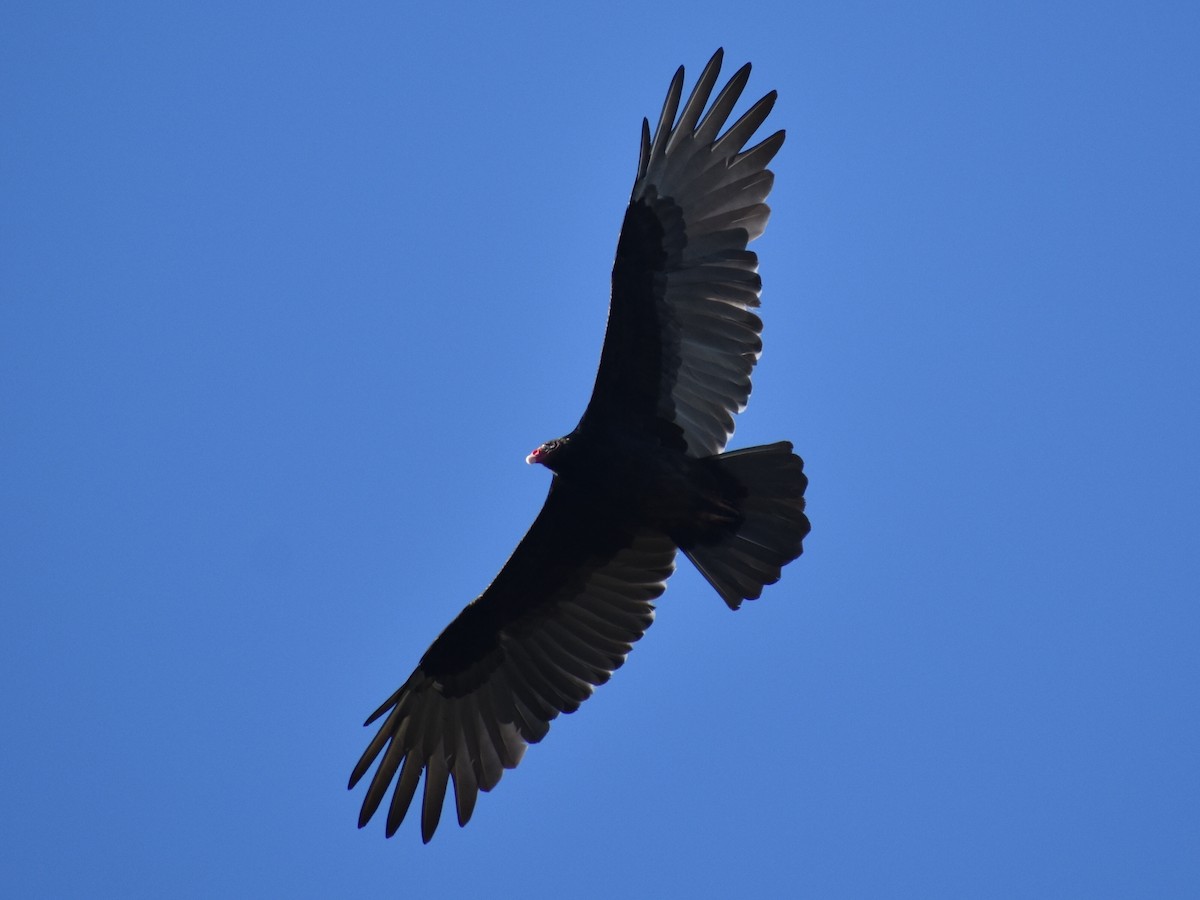 Turkey Vulture - ML624461861