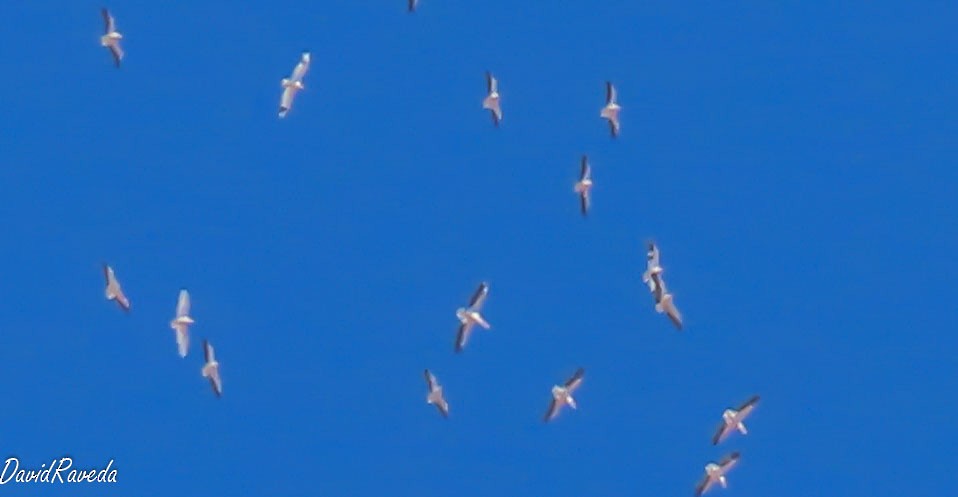 Great White Pelican - David Raved