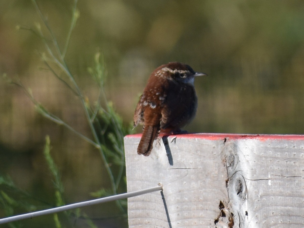 Carolina Wren - ML624461865