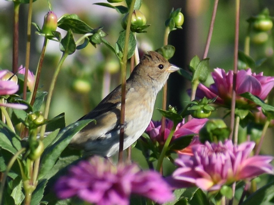 Indigo Bunting - ML624461867