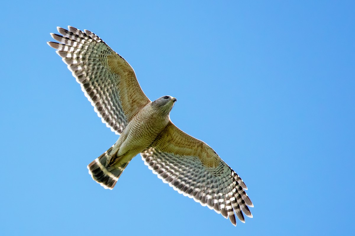 Red-shouldered Hawk - ML624461868