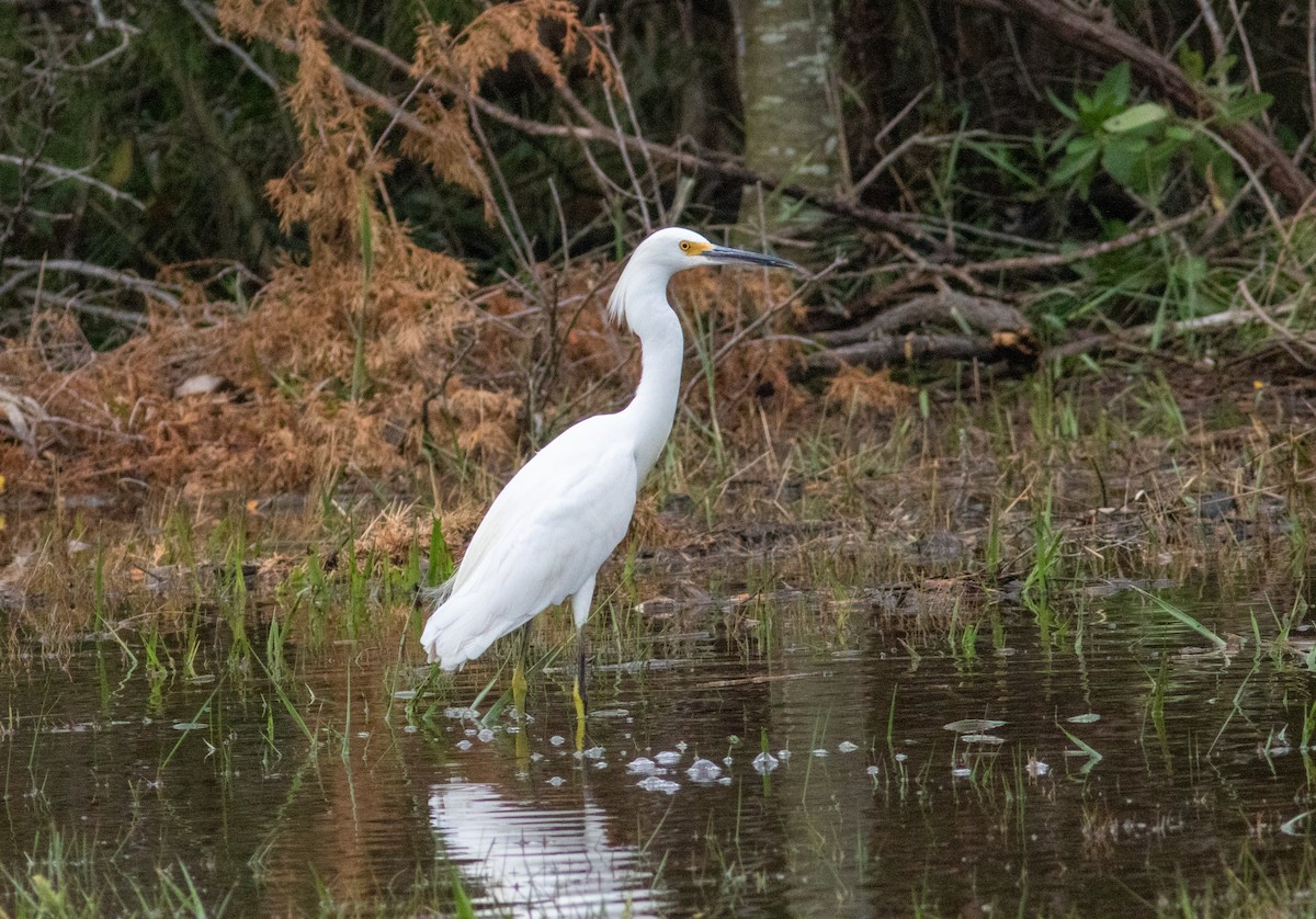 Snowy Egret - ML624461869