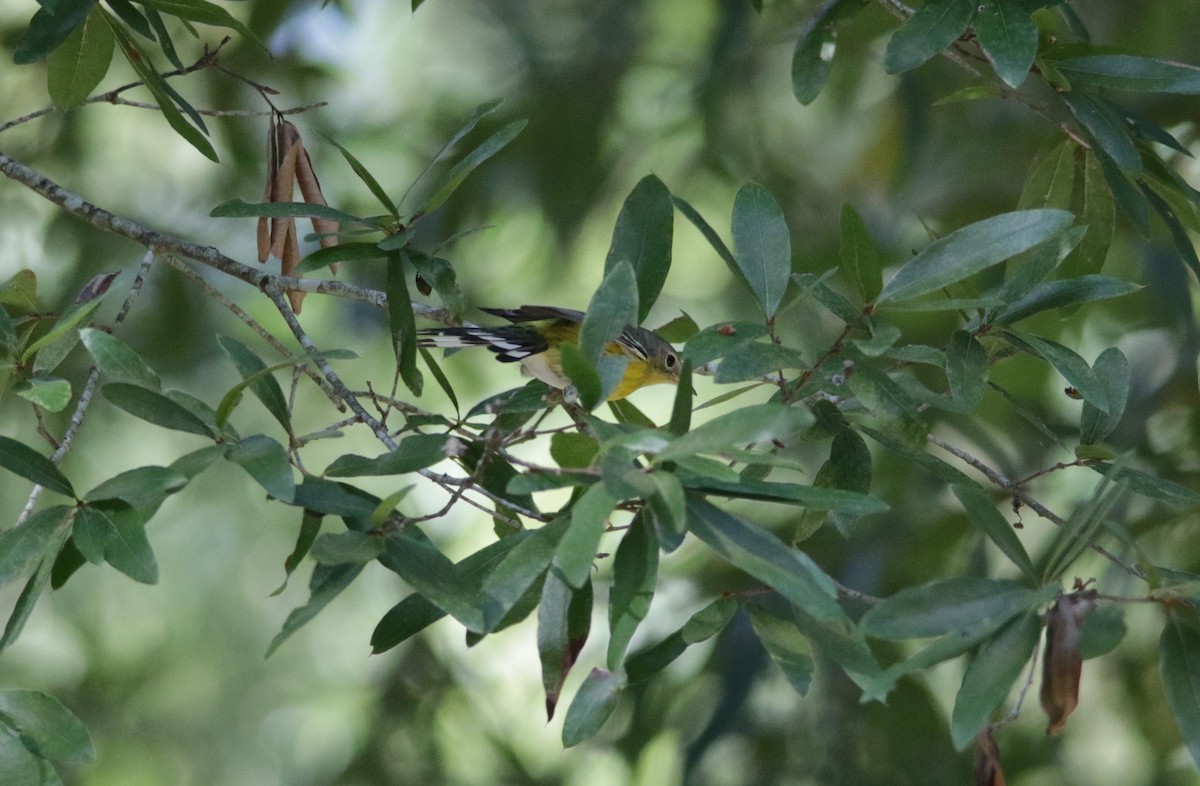 Magnolia Warbler - ML624461870