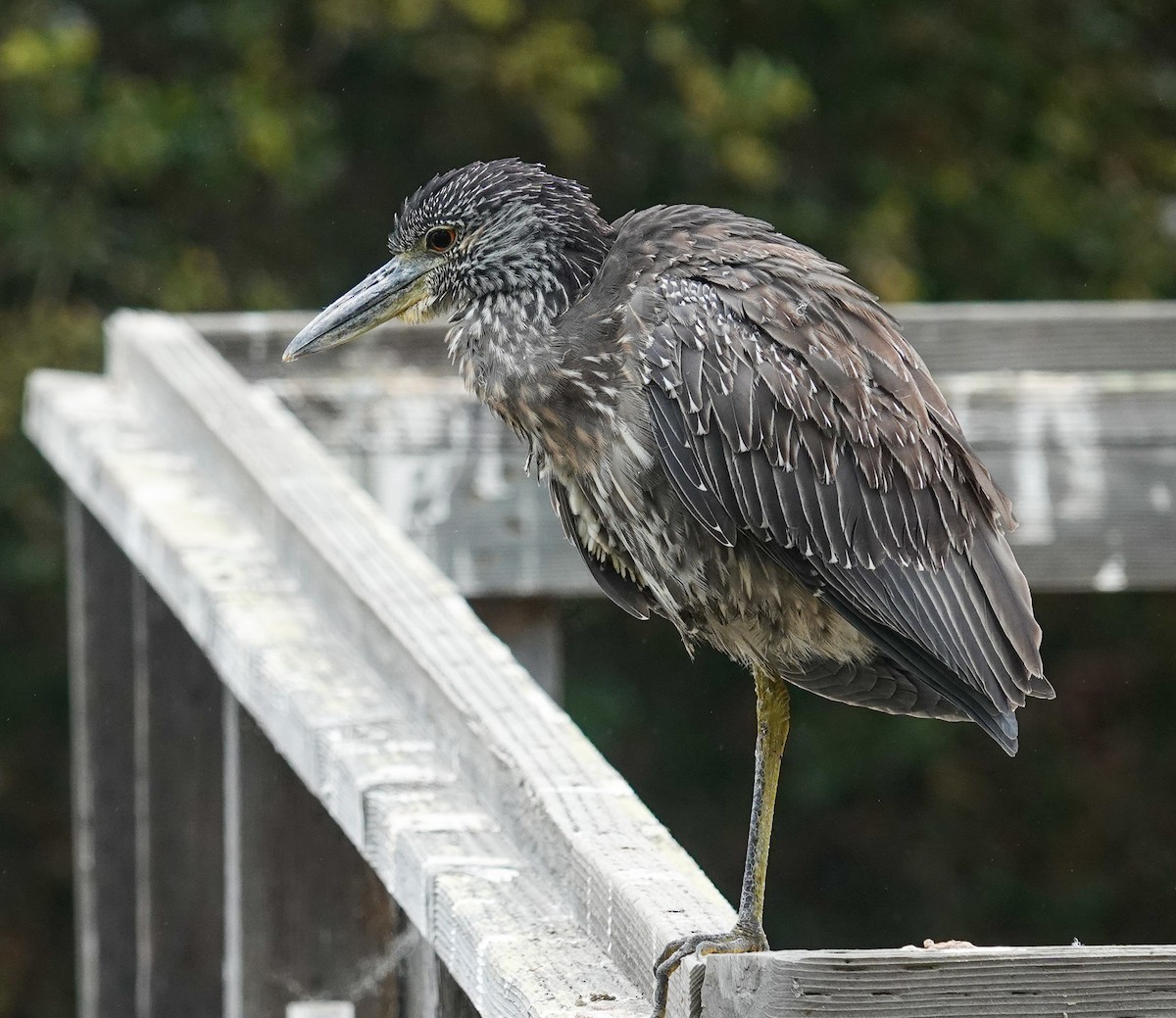 Yellow-crowned Night Heron - ML624461871