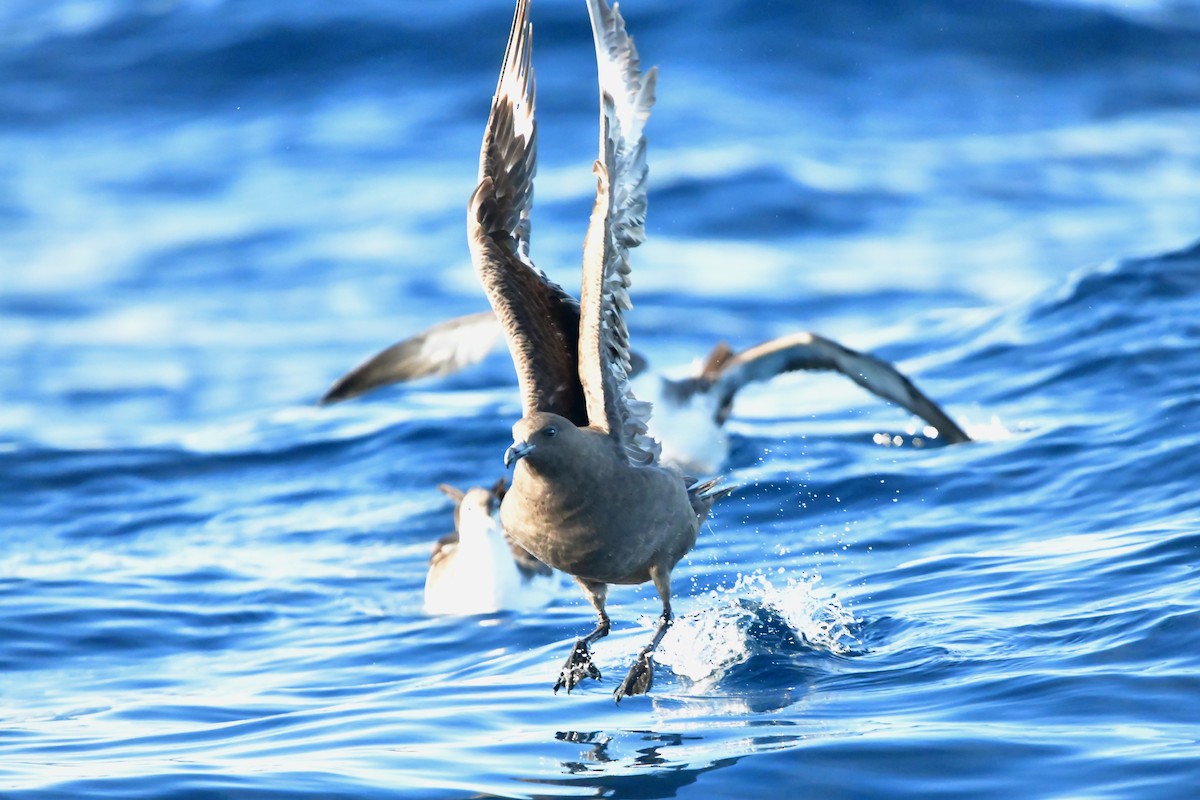 Great Skua - ML624461872