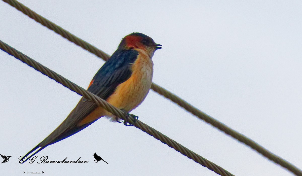 Red-rumped Swallow - ML624461877