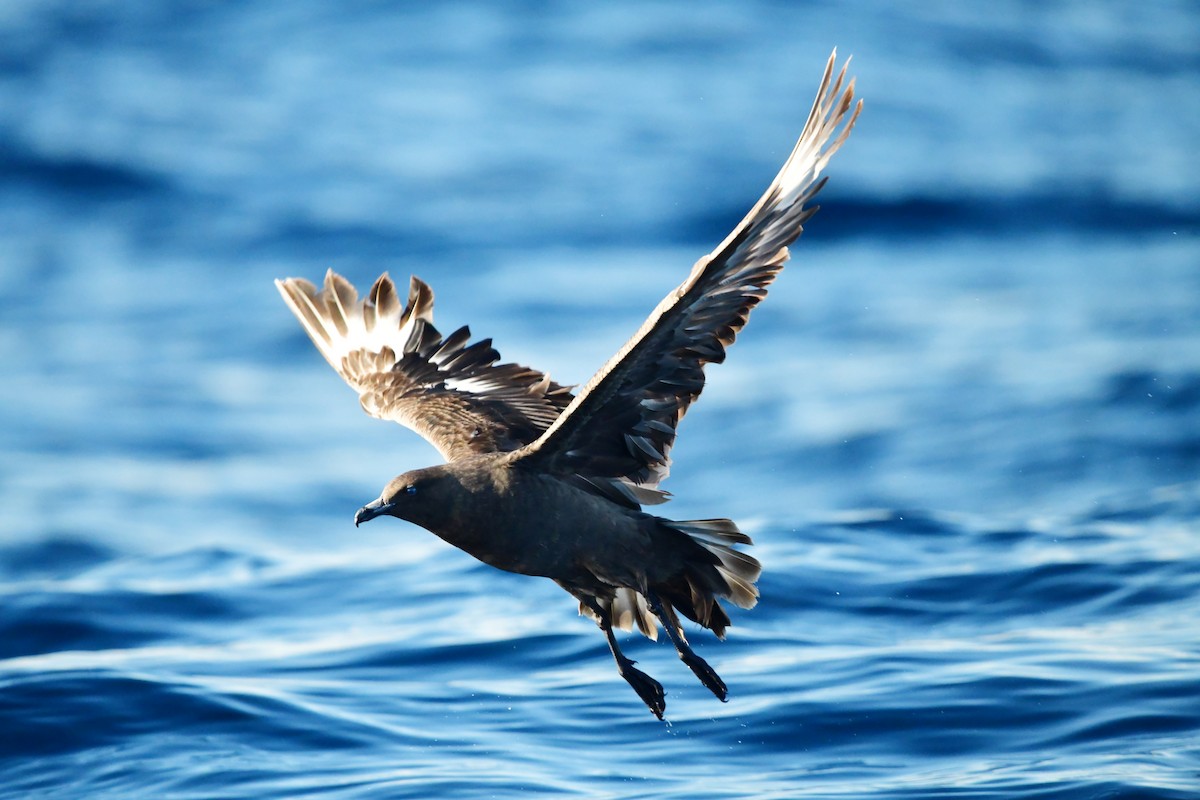 Great Skua - ML624461878