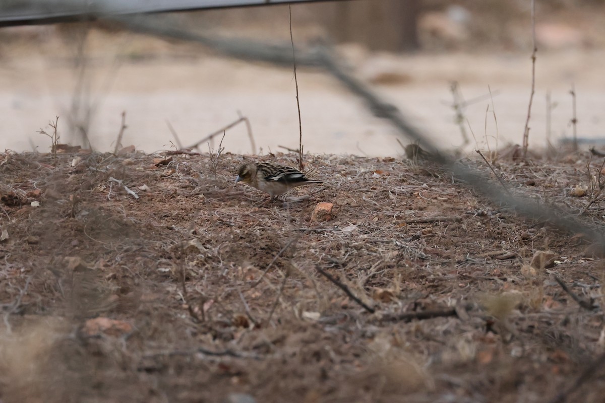 White-winged Widowbird - ML624461879