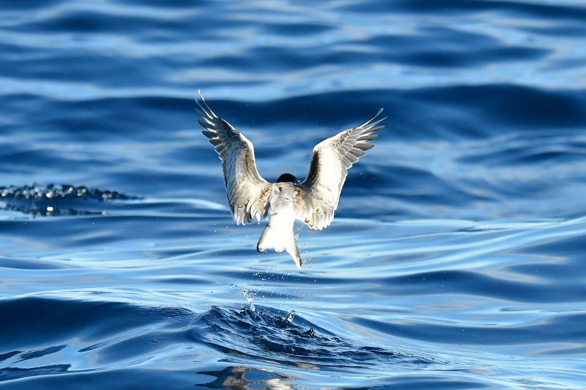 Common Tern - ML624461880