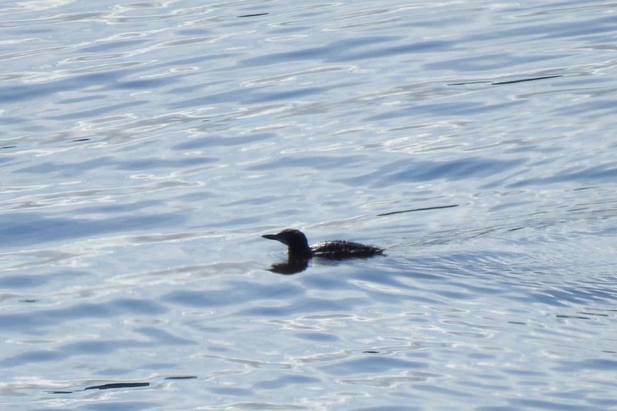 Common Loon - ML624461881