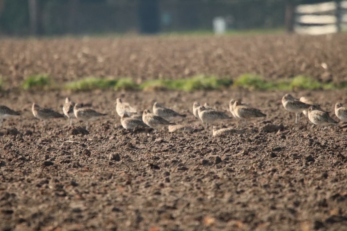 Whimbrel - ML624461882