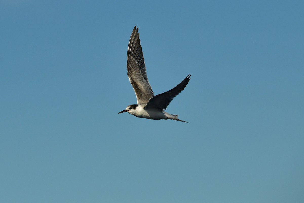 Common Tern - ML624461883