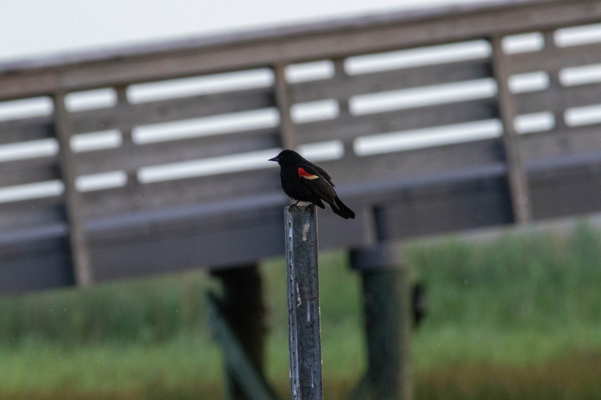 Red-winged Blackbird - ML624461884