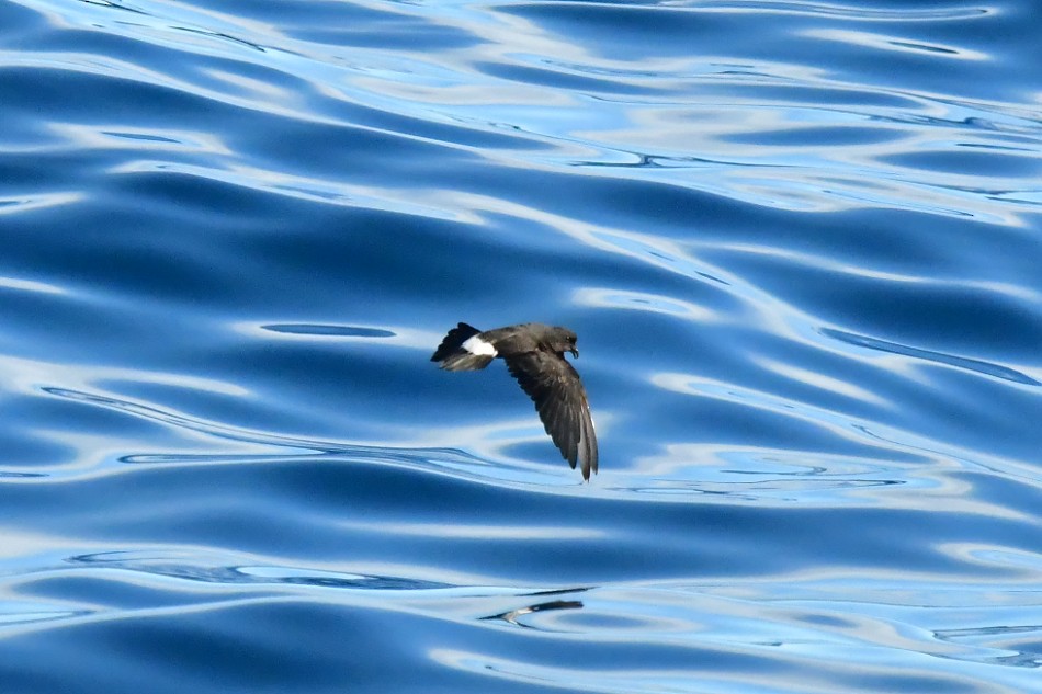 European Storm-Petrel - ML624461885