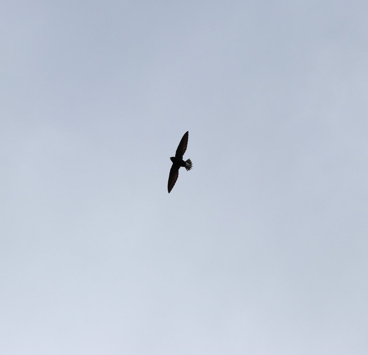 Brown-backed Needletail - ML624461893