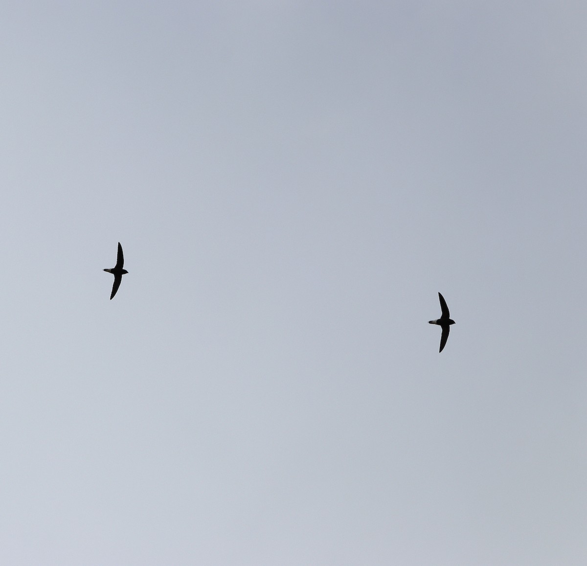 Brown-backed Needletail - ML624461894