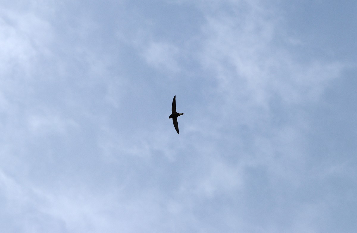 Brown-backed Needletail - ML624461895