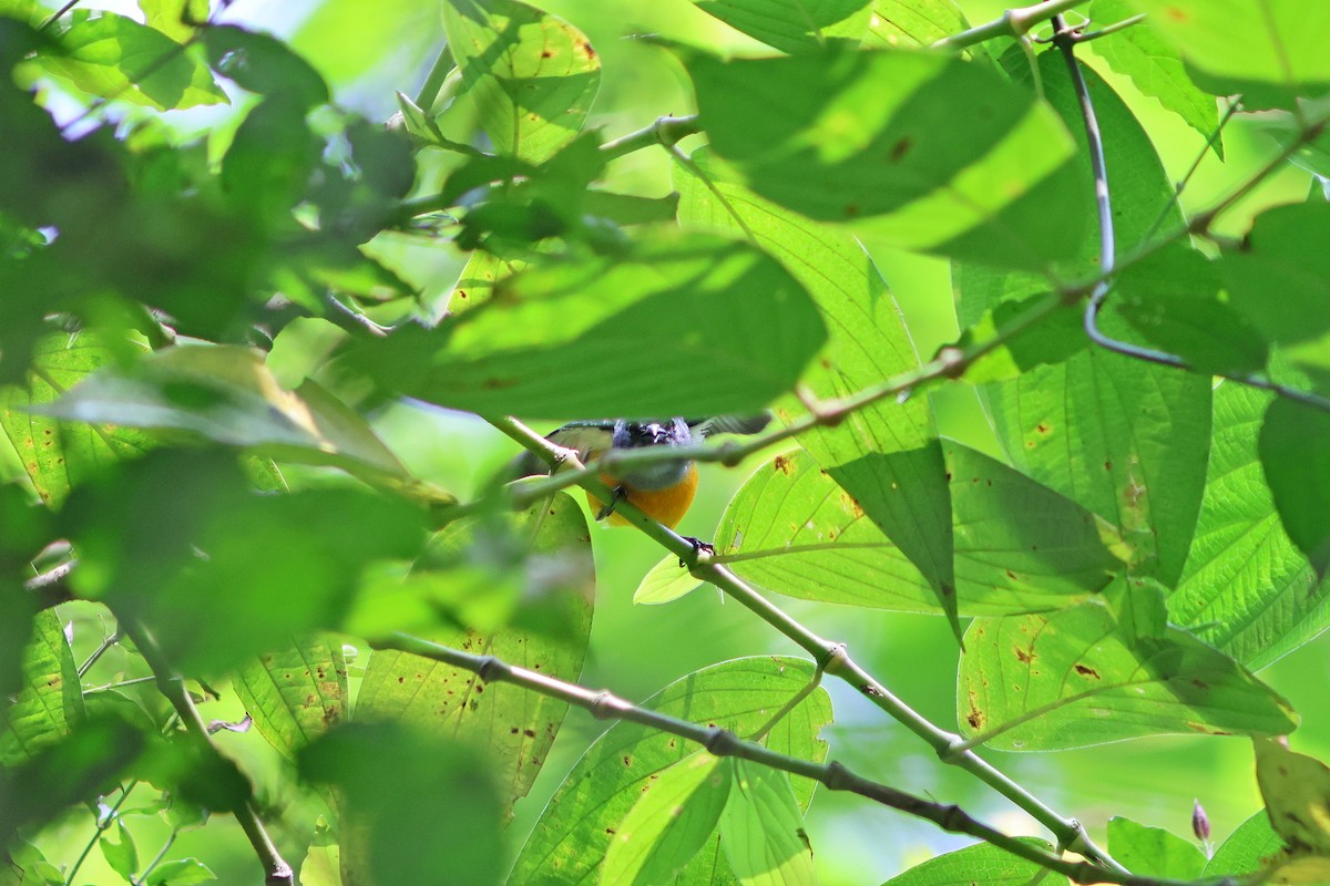 Orange-bellied Flowerpecker - ML624462027