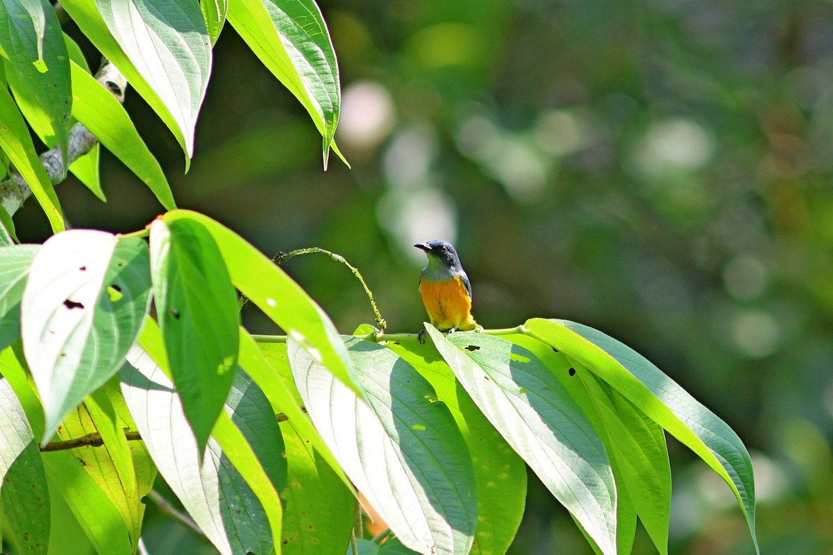 Orange-bellied Flowerpecker - ML624462028