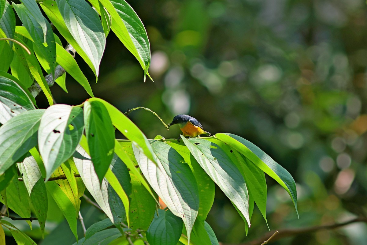 Orange-bellied Flowerpecker - ML624462029