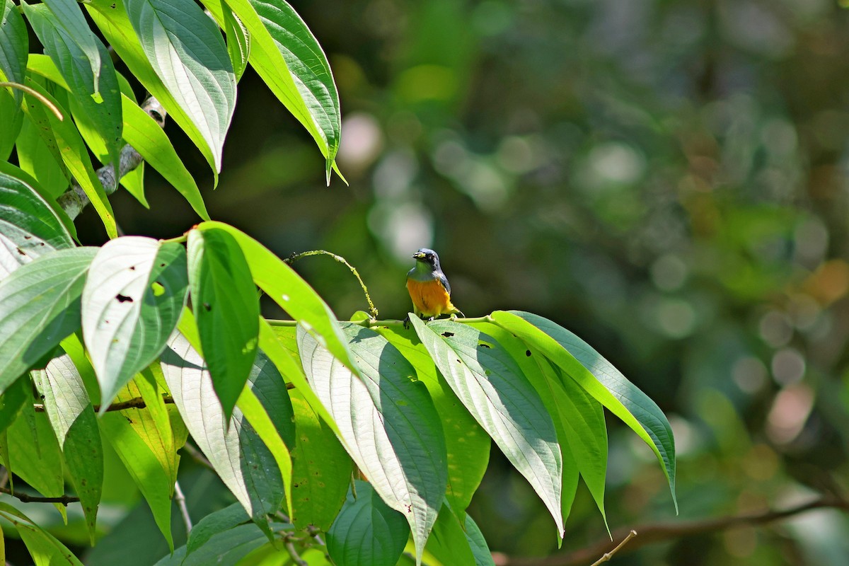 Orange-bellied Flowerpecker - ML624462030