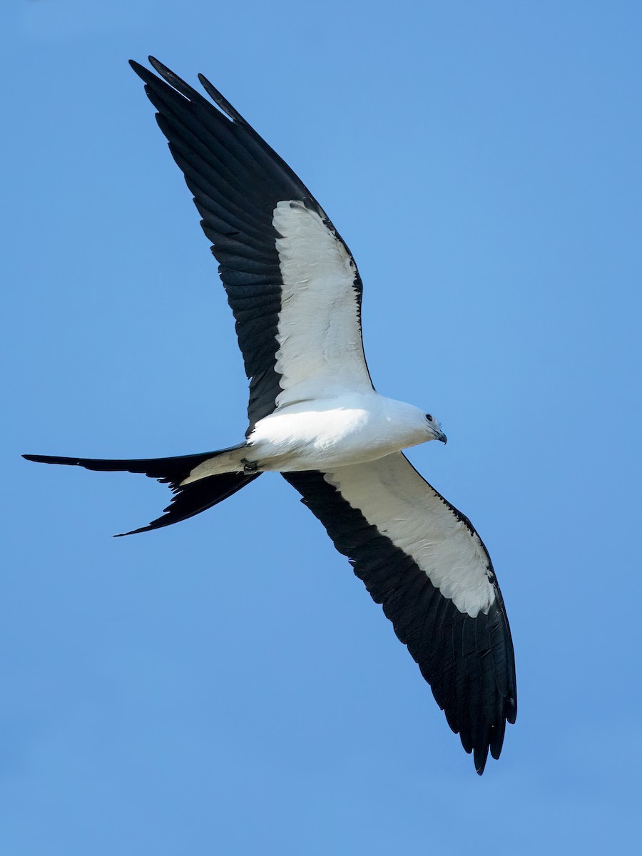 Swallow-tailed Kite - ML624462110