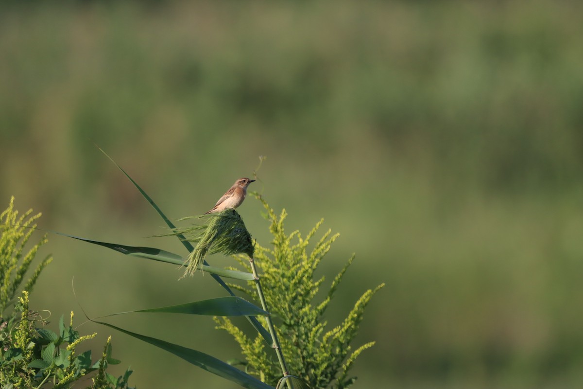 Amur Stonechat - penghui lou