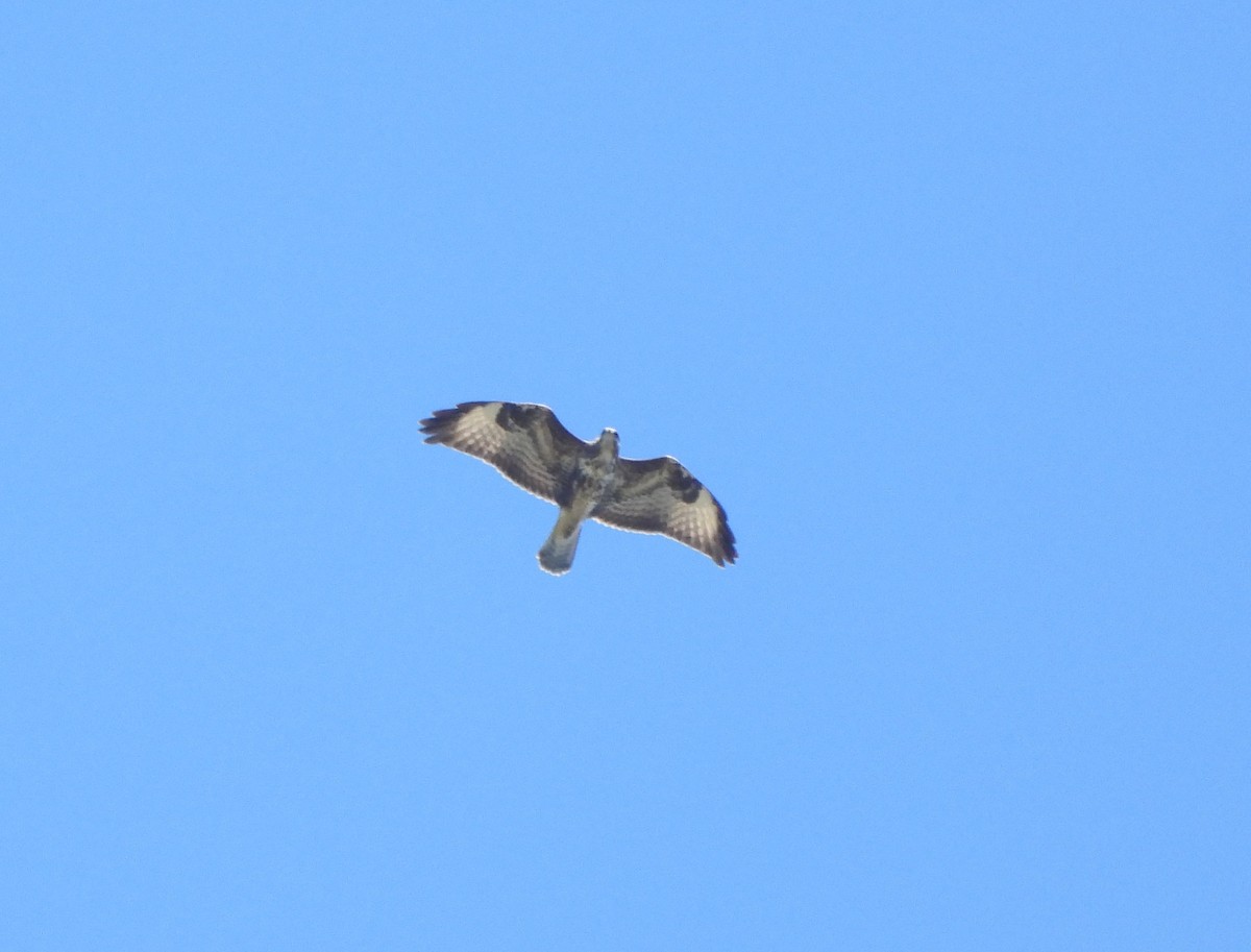 Buse variable - ML624462315