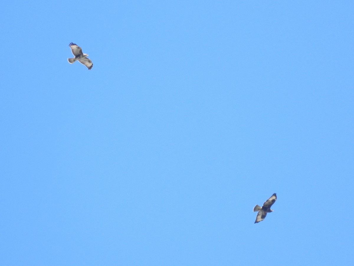 Buse variable - ML624462316