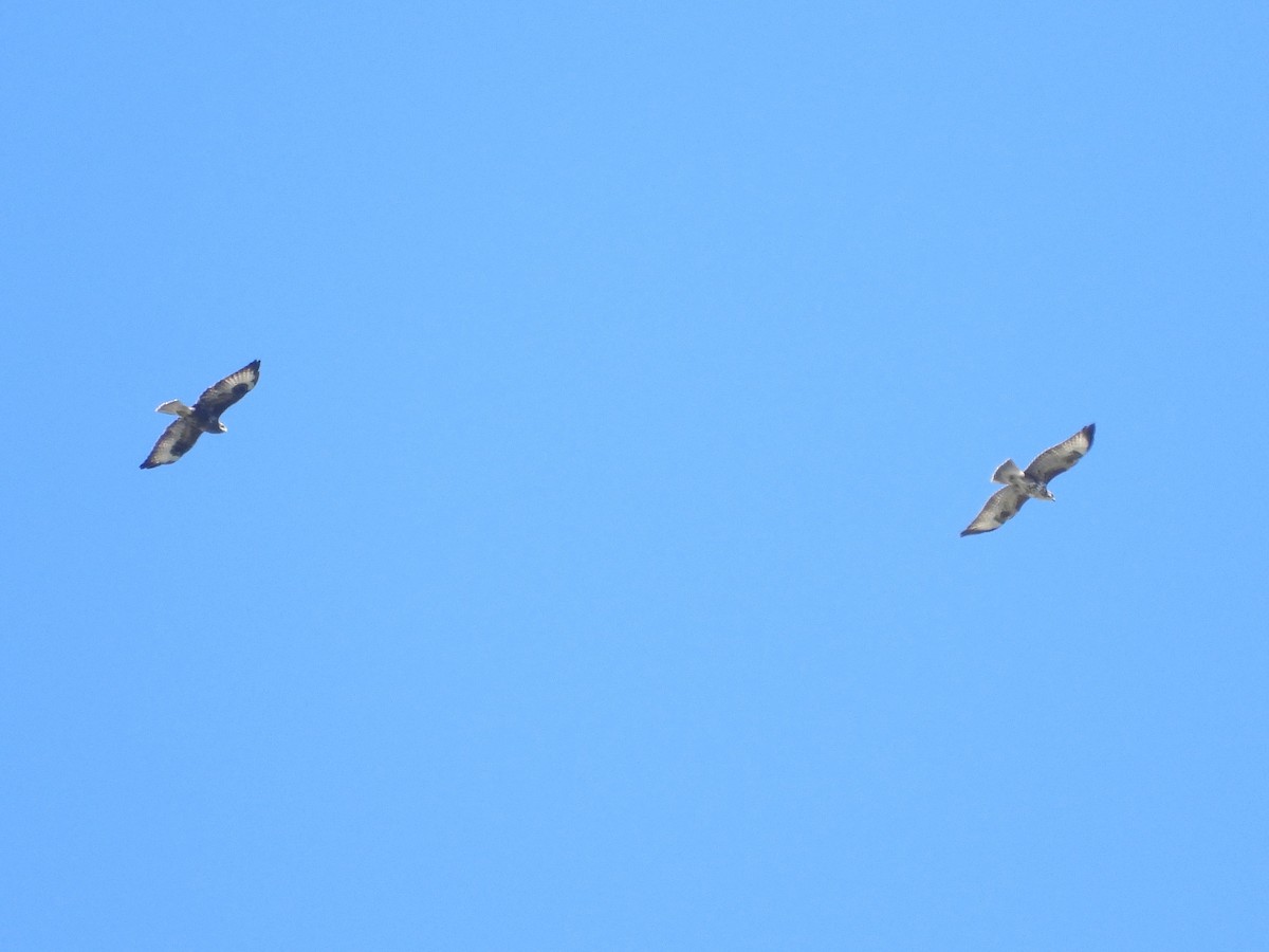 Buse variable - ML624462317