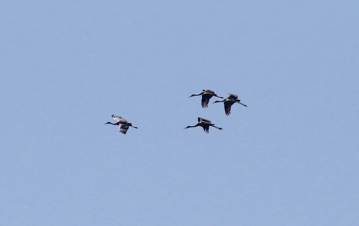 Sandhill Crane - ML624462432
