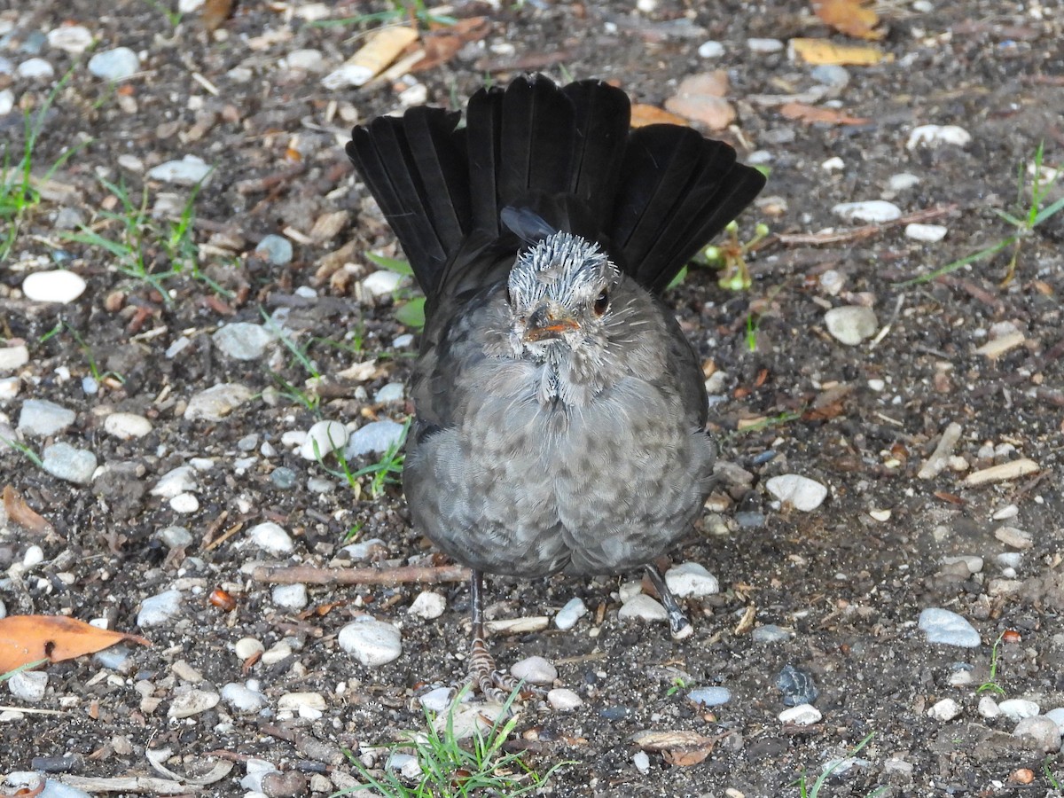 Eurasian Blackbird - ML624462475