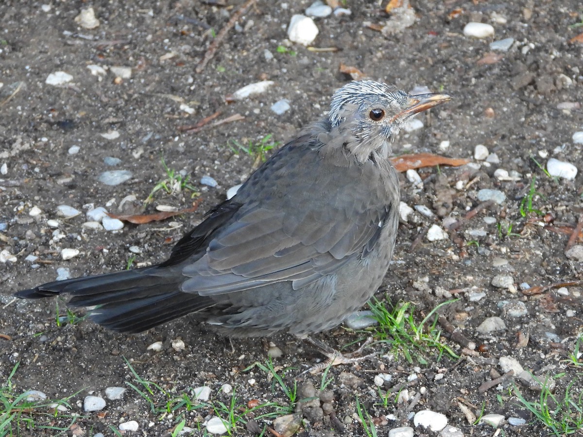 Eurasian Blackbird - ML624462476