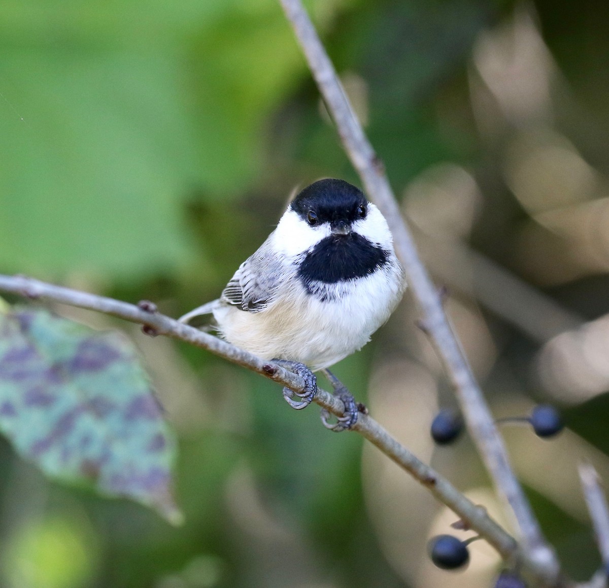 Black-capped Chickadee - ML624462499