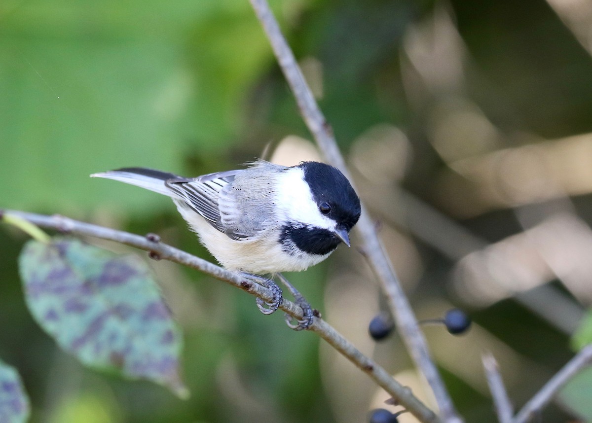 Black-capped Chickadee - ML624462502