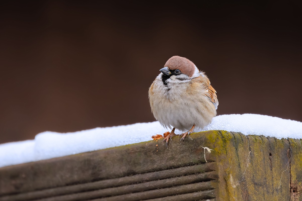 Eurasian Tree Sparrow - ML624462521
