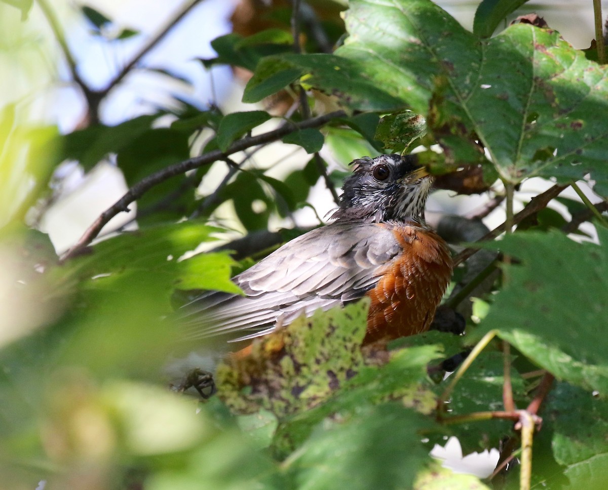 American Robin - ML624462528