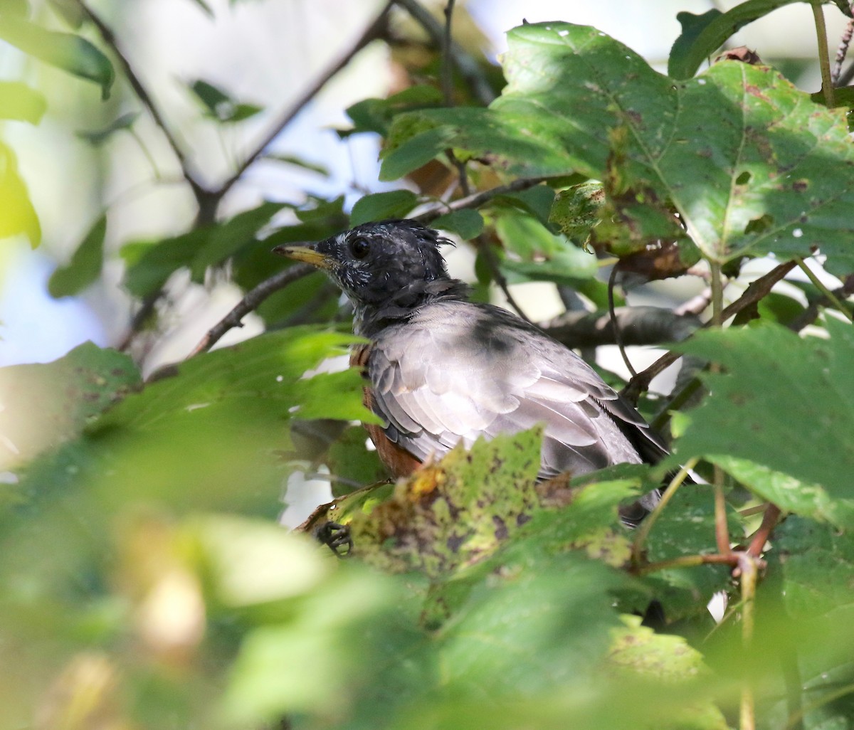 American Robin - ML624462530