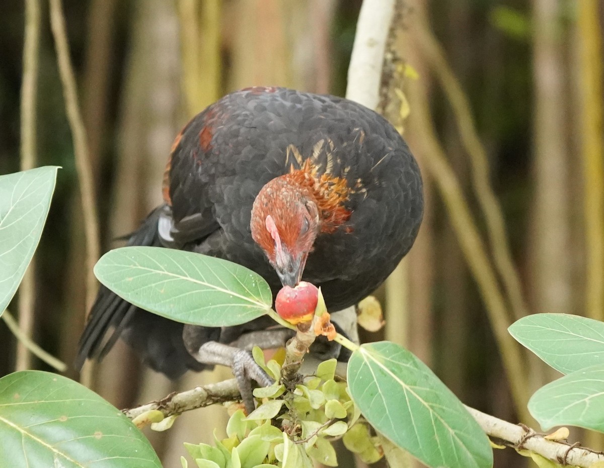 Red Junglefowl (Domestic type) - ML624462537