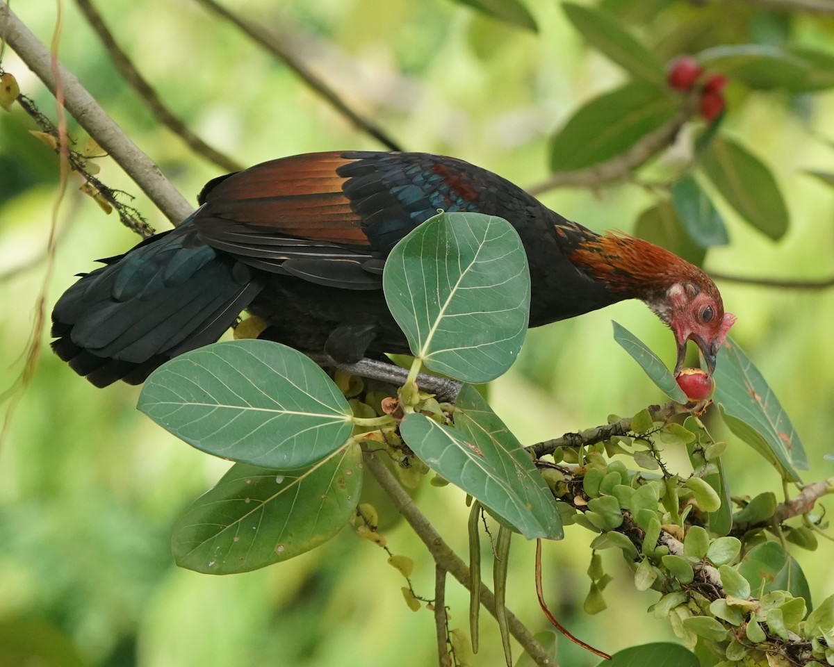 Red Junglefowl (Domestic type) - ML624462538