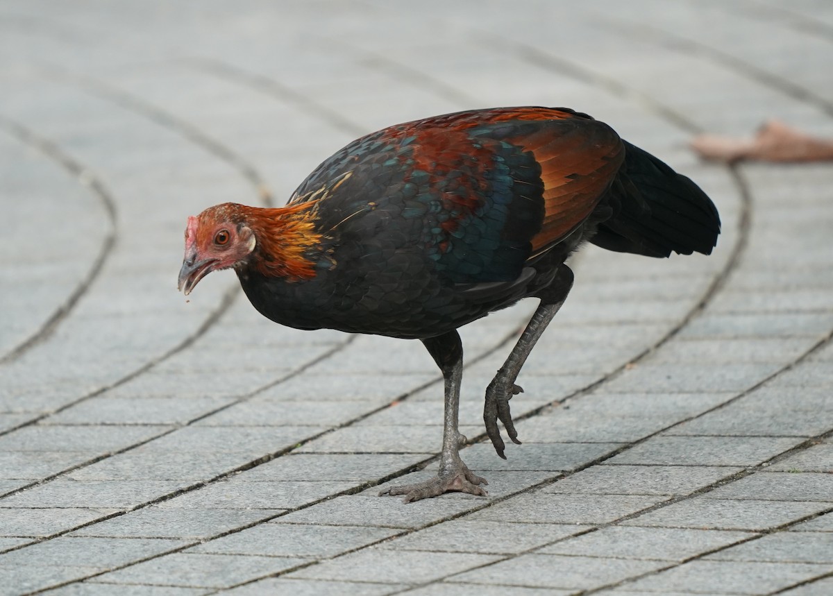 Red Junglefowl (Domestic type) - ML624462539