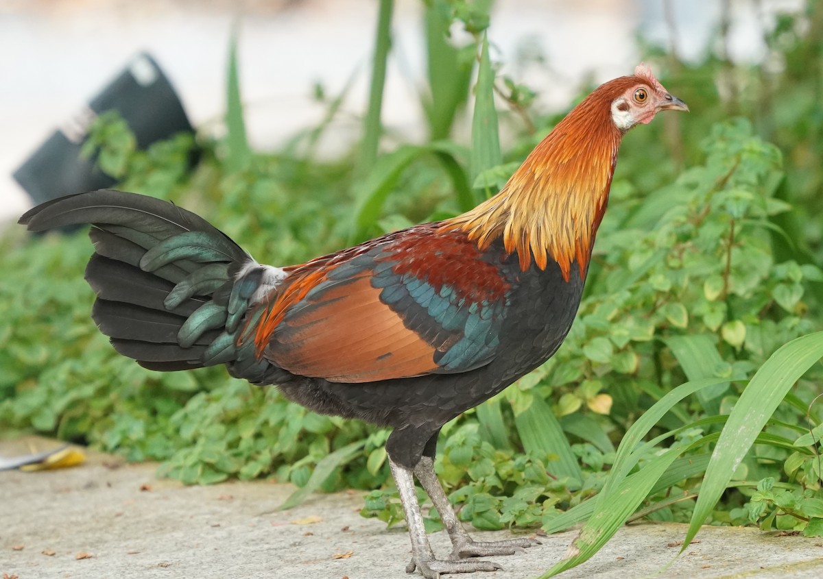 Red Junglefowl (Domestic type) - ML624462540