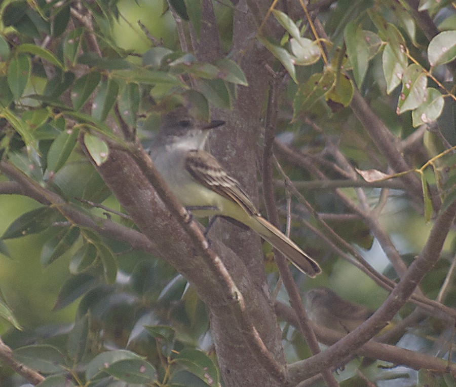 Ash-throated Flycatcher - ML624462544