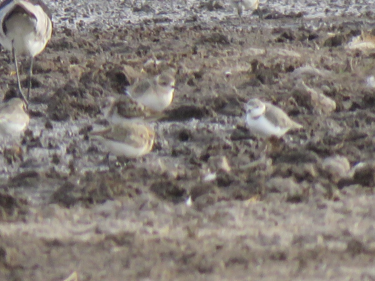 Chestnut-banded Plover - ML624462627