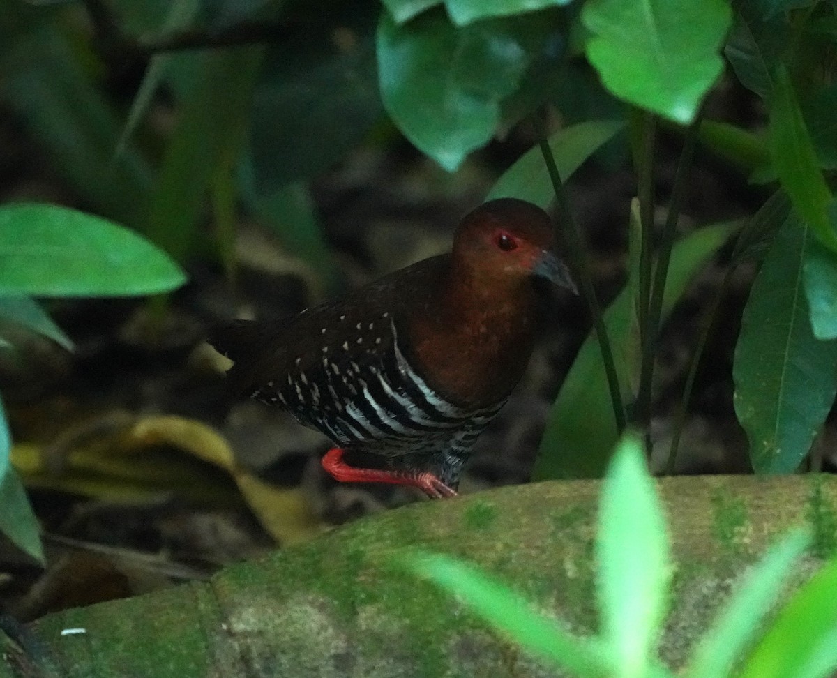 Red-legged Crake - ML624462636