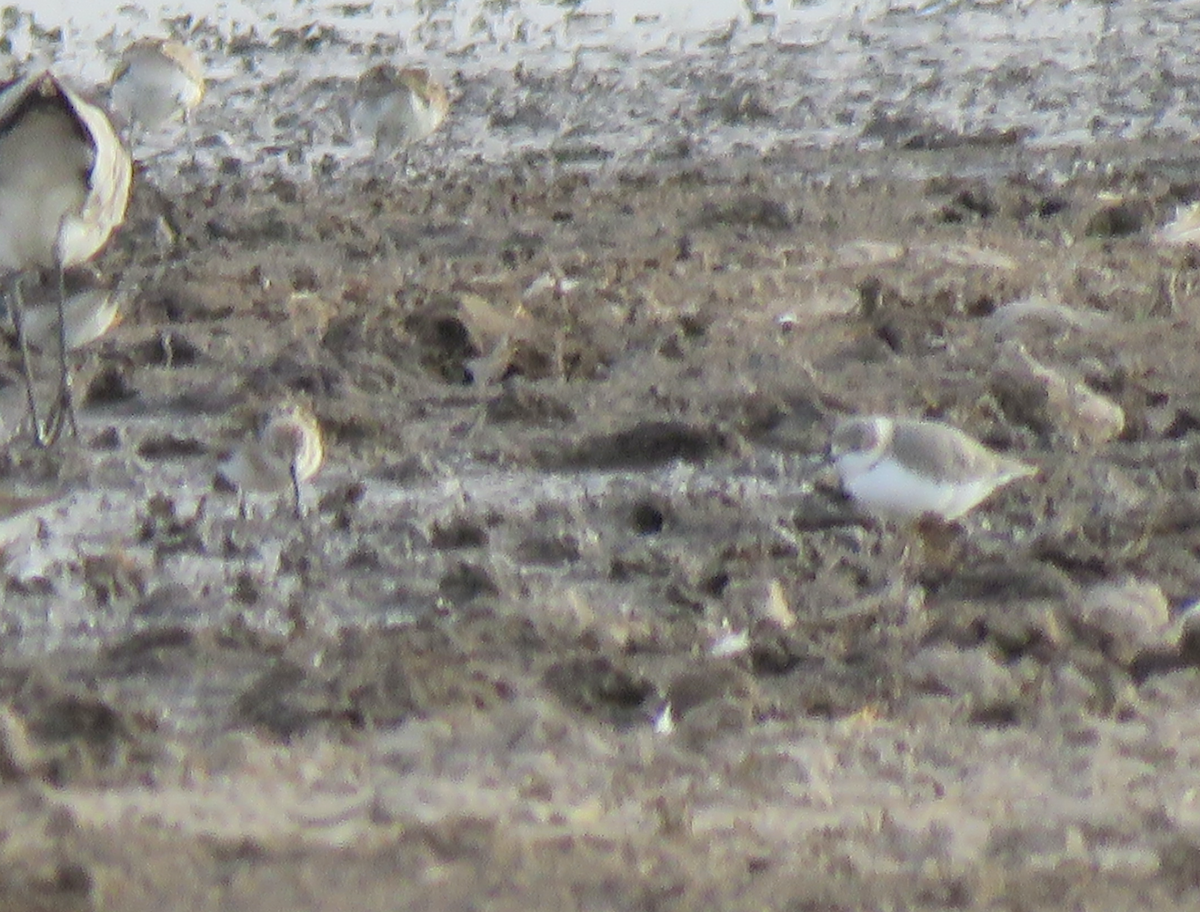 Chestnut-banded Plover - ML624462641