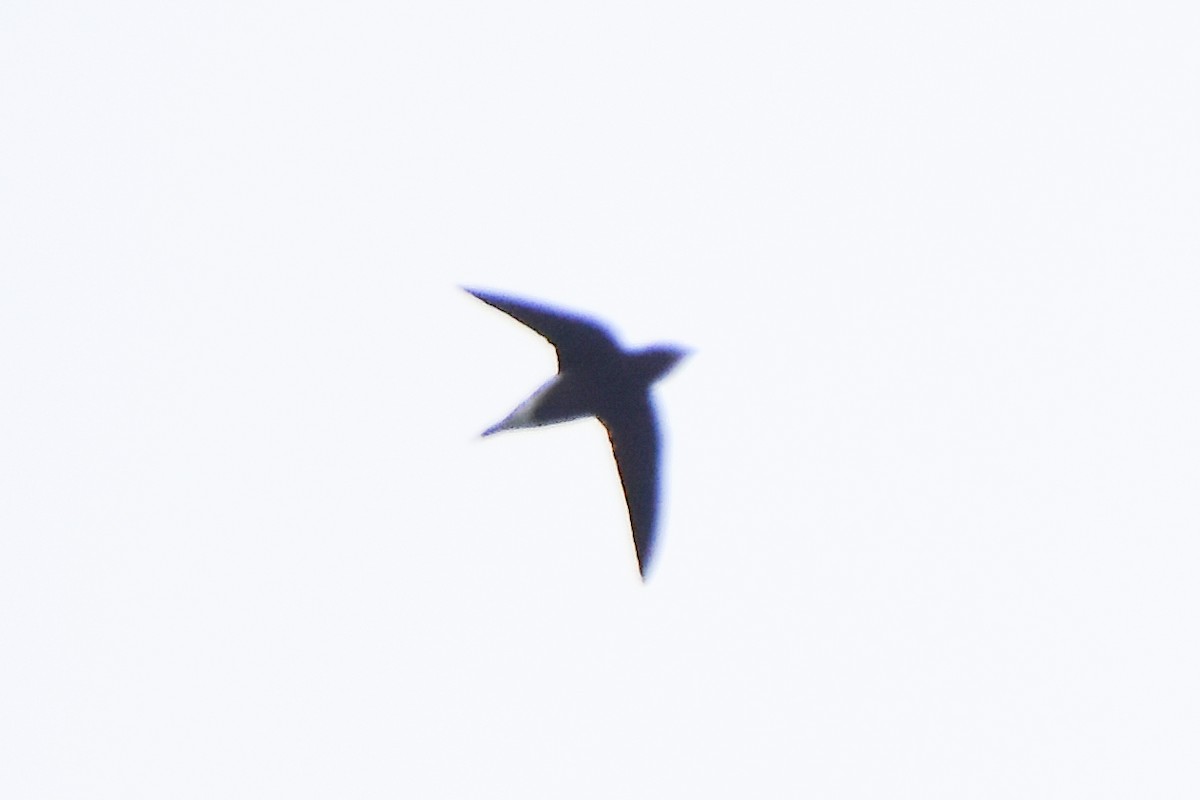 Brown-backed Needletail - Krishnamoorthy Muthirulan