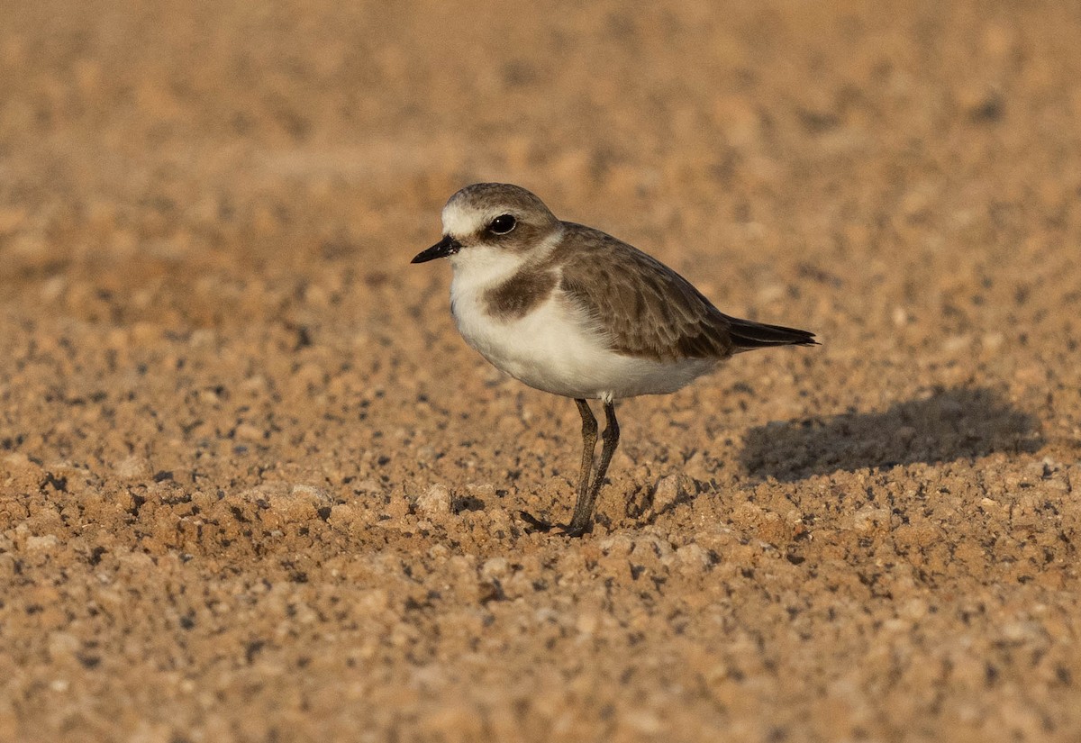 Kentish Plover - ML624462646