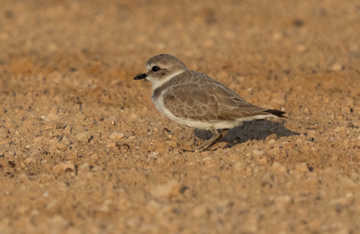 Kentish Plover - ML624462647