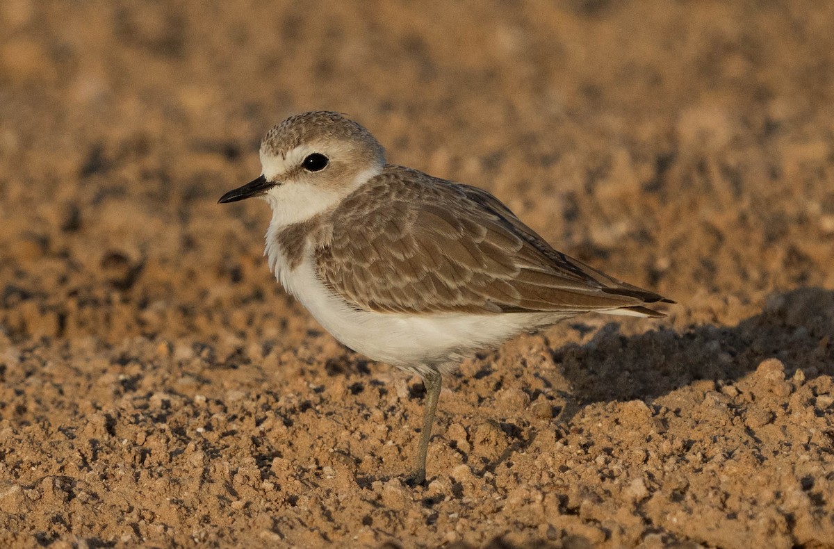 Kentish Plover - mariam alghafli